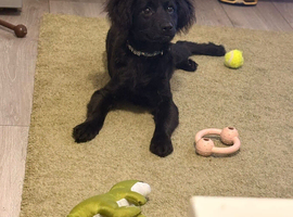 cocker spaniel X Pomeranian ( Cockeranian ) 16 week old puppy