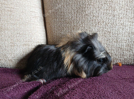 Beautiful baby guinea pigs