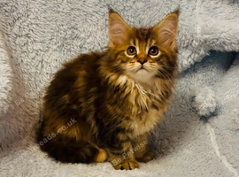 Beautiful TICA Active Registered Kittens