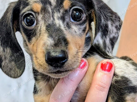 Two miniature dapple dachshunds