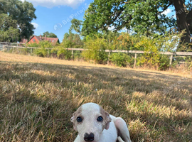 Gorgeous whippet puppies ready to go to their forever homes