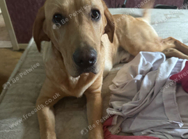 Rio a dark  golden Labrador for sale