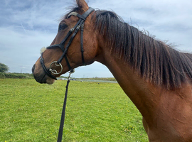 16h Thoroughbred gelding