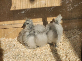 silkie babies
