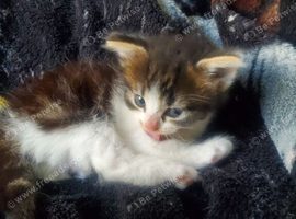 female kitten