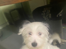 Apso lapso