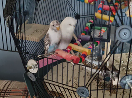 2 x male budgie s
