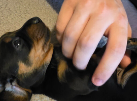 Three beautiful Miniature Dachshund