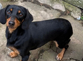 Dachshund for sale