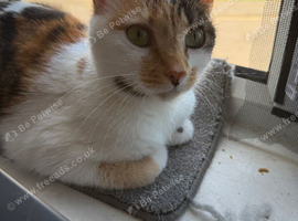 Cat for rehoming