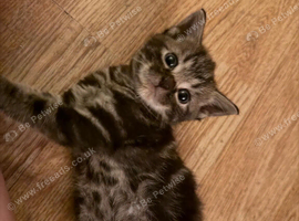 Tabby boy kitten