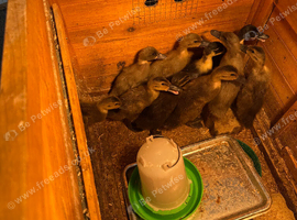 Ducklings
