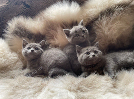 Beautiful blue baby bears bsh x