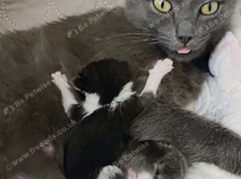 Ragdoll X Kittens
