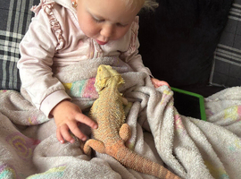Young tame bearded dragon and set up.