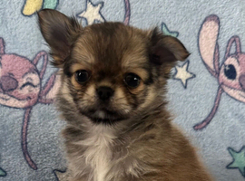 Kc registered male long coat chihuahuas.