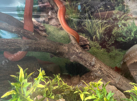 Corn snake and large viv