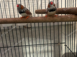 male young zebra finches