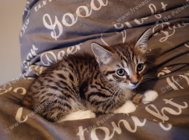 Beautiful Bengal kitten for sale