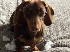 Dachshund boy 4 years old