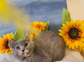 Beautiful  British shorthair girl ready for new home