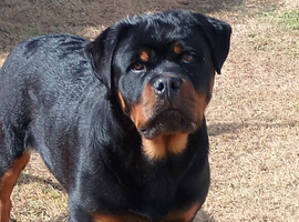 Rottweiler male from world class kennels