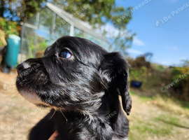 Cocker Spaniel Puppy