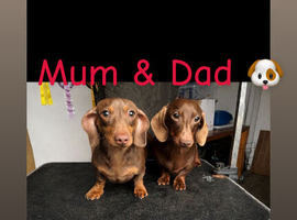 Beautiful litter of miniature dachshunds