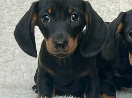 Beautiful miniature dachshund puppies