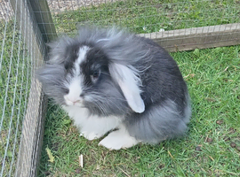 10wk lion lop doe