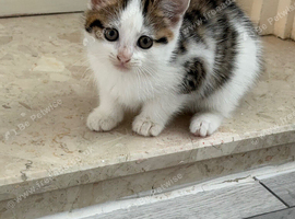 Kitten