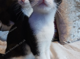 Black/white fluffy tortoise shell male kitten