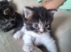 Beautiful fluffy kittens