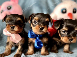 Beautiful Miniature Yorkshire terrier puppies