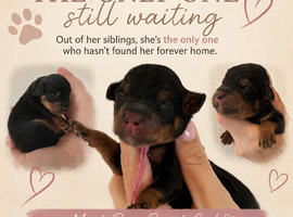 Last girl remaining!! F1B cavapoo puppies born on 1/6/26