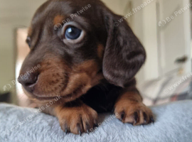 KC REG mini dachshund puppies