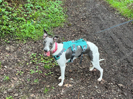 2 years old whippet bitch