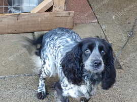 Cocker spainel bitch for sale