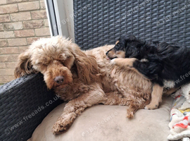 Lovely cockapoo puppy