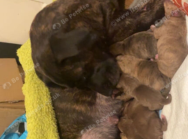 Beautiful puppies