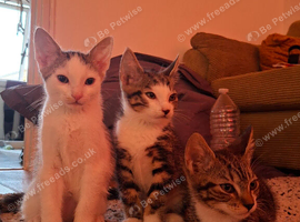 3 beautiful female kittens- Newquay, Cornwall