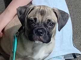 Pug jug