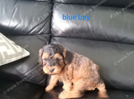 Cockapoo Puppies
