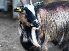 Pygmy goat nanny&rsquo;s