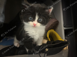 Alan needing a new home