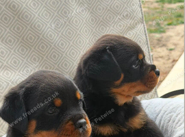 Serbian blooded Rottwiler pups