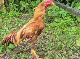 Aseel cockbird