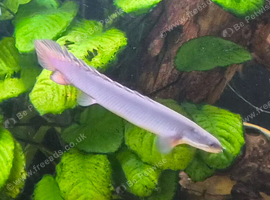 bichir fish