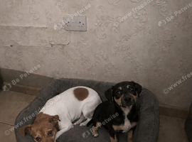 Jack russel