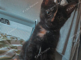 Female 12 week old kitten ready to rehome